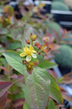 Johanniskraut "Tutsan" (Pflanze)